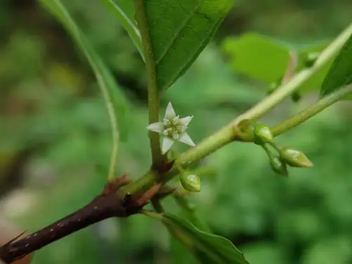 Bunga kecil kehijauan Frangula alnus di ketiak daun pada ranting.