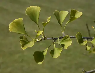 Ranting Ginkgo biloba dengan daun hijau berbentuk kipas dan celah pada sebagian ujungnya.