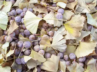 Biji Ginkgo biloba dengan lapisan luar berdaging berada di antara daun berbentuk kipas yang menguning.