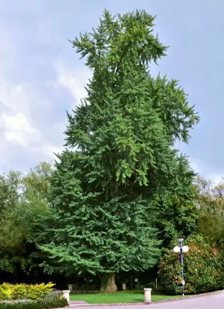 Pohon Ginkgo biloba bertajuk tinggi dan berdaun hijau di area taman.