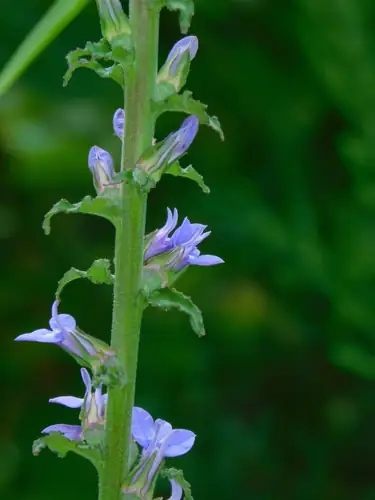 Bunga biru keunguan Lobelia puberula tersusun di sepanjang tangkai tegak.