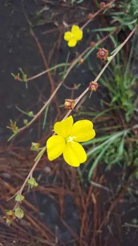 Bunga kuning Ludwigia maritima pada tangkai ramping di atas latar air gelap.