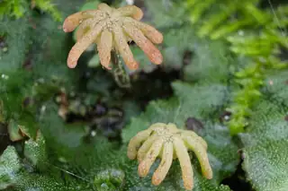 Dua struktur reproduksi betina Marchantia polymorpha berbentuk payung berjari di atas talus hijau.
