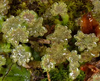 Anteridiofor Marchantia polymorpha berbentuk cakram berlekuk dangkal, terlihat dari atas dengan tetes air pada permukaannya.