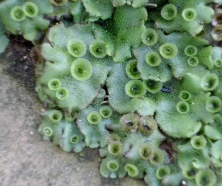 Talus hijau Marchantia polymorpha dengan mangkuk gemma kecil berbentuk lingkaran pada permukaannya.