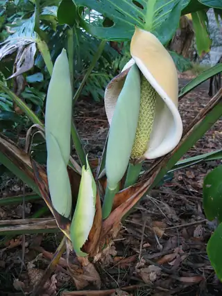 Tongkol Monstera deliciosa tampak di dalam seludang putih kehijauan, di samping kuncup yang belum terbuka.