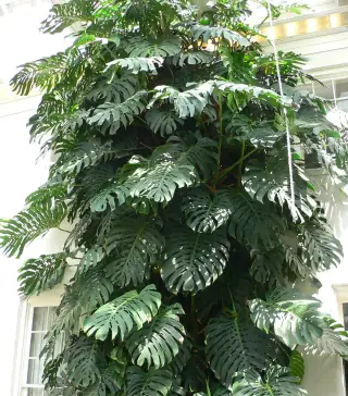 Monstera deliciosa tumbuh memanjat dengan banyak daun besar berlekuk dan berlubang.