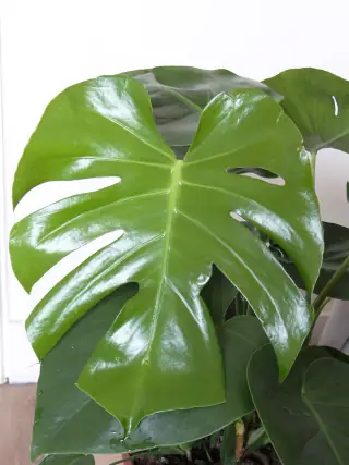 Daun dewasa Monstera deliciosa dengan lekukan dan fenestrasi.