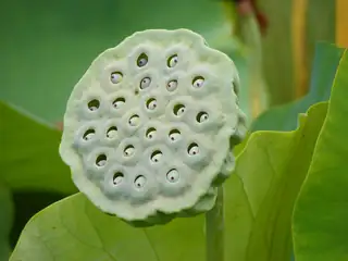 Kepala buah Nelumbo nucifera berbentuk cakram hijau dengan buah-buah kecil pada lekukannya.