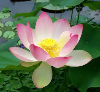 Bunga Nelumbo nucifera dengan mahkota merah muda, benang sari kuning, dan dasar bunga di tengah.