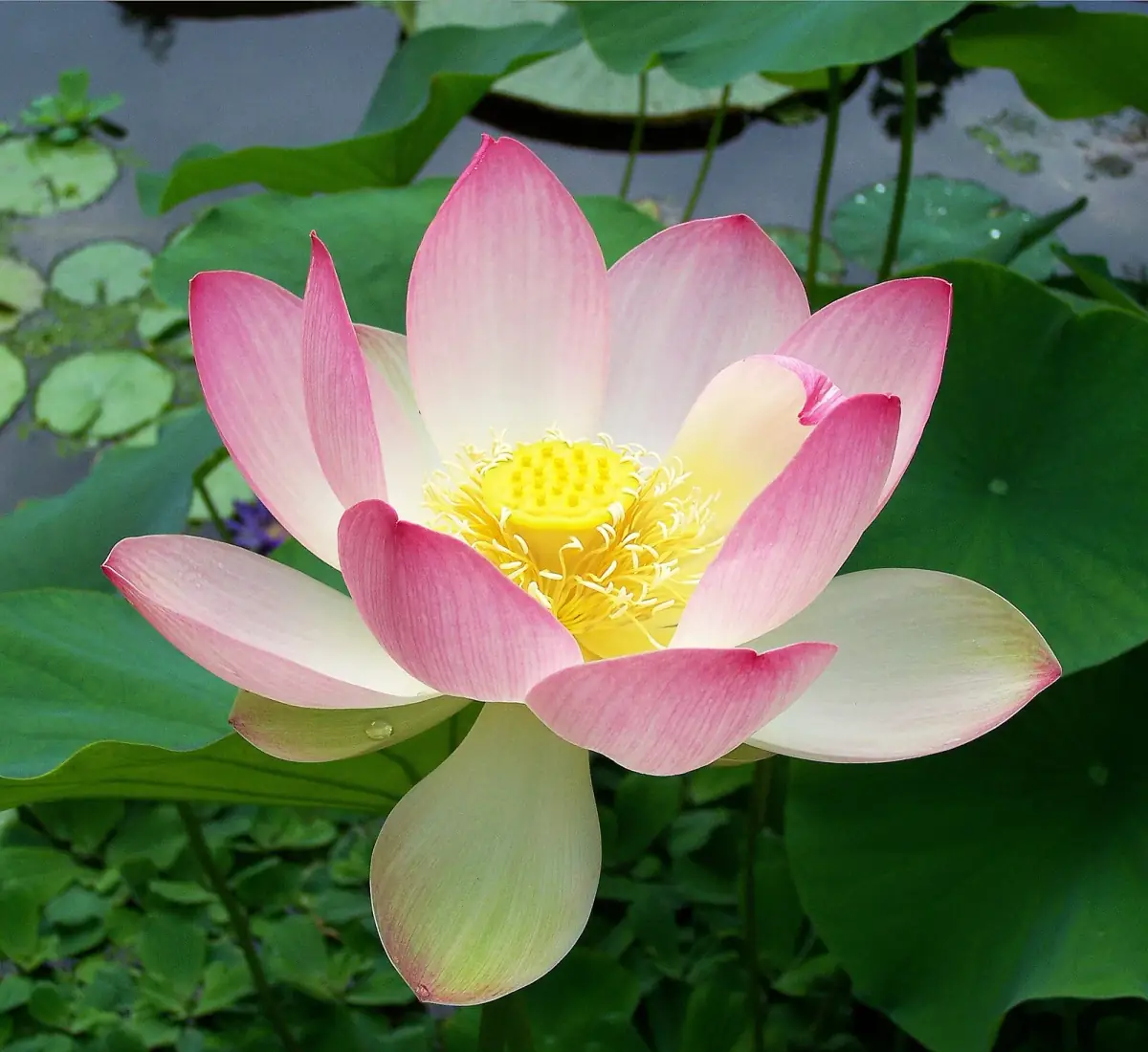 Bunga Nelumbo nucifera dengan mahkota merah muda, benang sari kuning, dan dasar bunga di tengah.