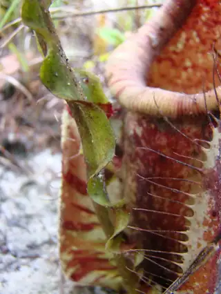 Permukaan luar kantong Nepenthes rafflesiana dengan tonjolan berambut dan bibir kantong di bagian atas.