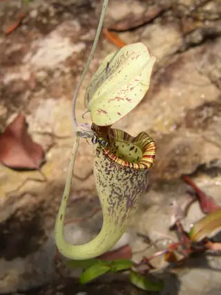 Kantong atas Nepenthes rafflesiana dengan tutup terbuka dan semut pada bibir kantong.