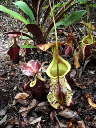 Beberapa kantong Nepenthes rafflesiana berwarna hijau dengan bercak merah di antara daun dan serasah.