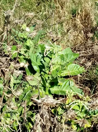 Daun lebar hijau Nicotiana sylvestris tersusun dalam roset dekat permukaan tanah.
