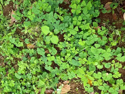 Rumpun Oxalis tetraphylla dengan banyak daun majemuk hijau yang menutupi permukaan tanah.