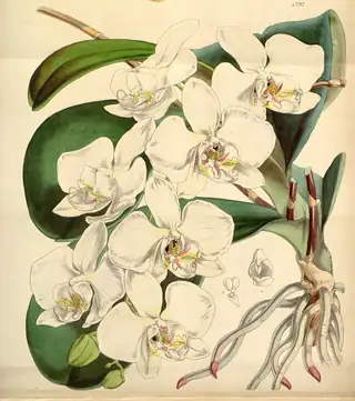 Ilustrasi botani Phalaenopsis amabilis yang menampilkan bunga putih, daun, akar, dan detail bagian bunga.