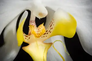 Bagian tengah bunga Phalaenopsis amabilis dengan bibir berwarna kuning, putih, dan bercak kemerahan.