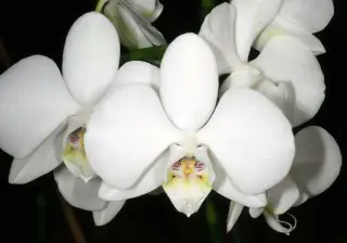 Bunga putih Phalaenopsis amabilis.