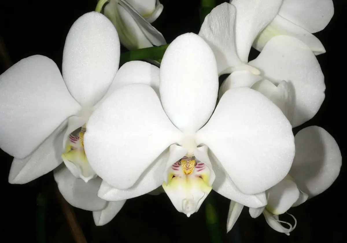 Bunga putih Phalaenopsis amabilis.