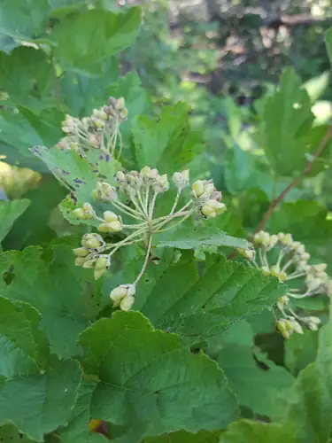 Kelompok bunga putih pucat Physocarpus intermedius di atas daun hijau berlekuk.