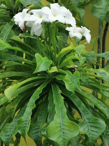 Kelompok bunga putih Plumeria pudica di atas daun hijau memanjang dengan ujung melebar.