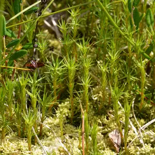 Batang-batang tegak Polytrichum commune dengan daun sempit yang menyebar seperti bintang.