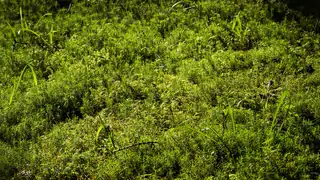 Hamparan hijau Polytrichum commune tumbuh rapat di permukaan tanah hutan.