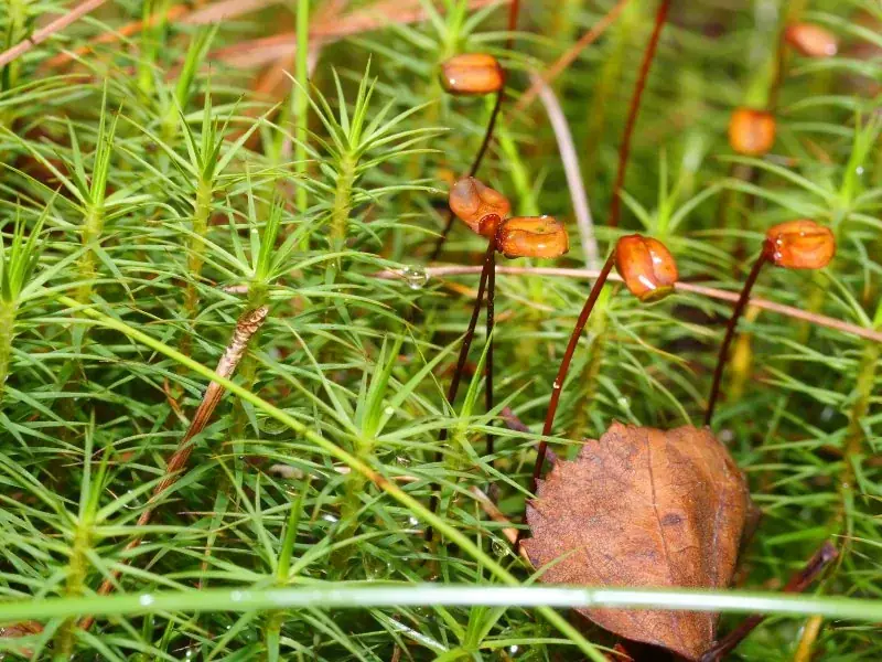 Rumpun lumut Polytrichum commune dengan daun sempit dan beberapa kapsul di ujung tangkai panjang.