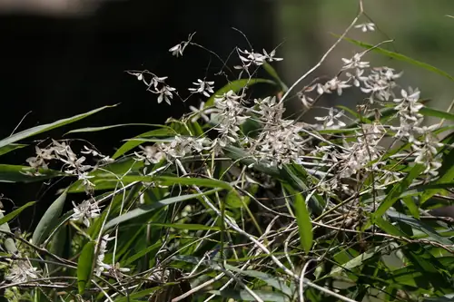 Kelompok bunga kecil berwarna putih Poranopsis paniculata muncul di atas daun memanjang.