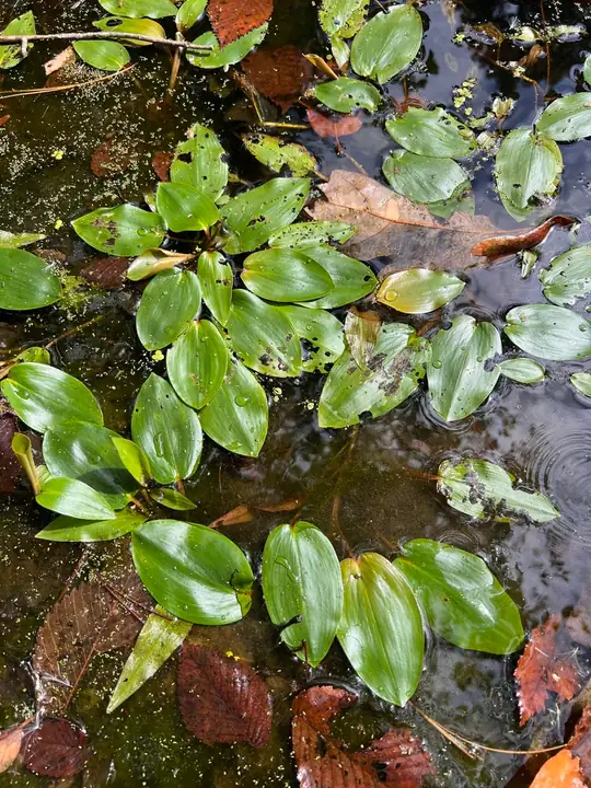 Daun hijau Potamogeton pulcher berbentuk lebar mengapung di permukaan air.