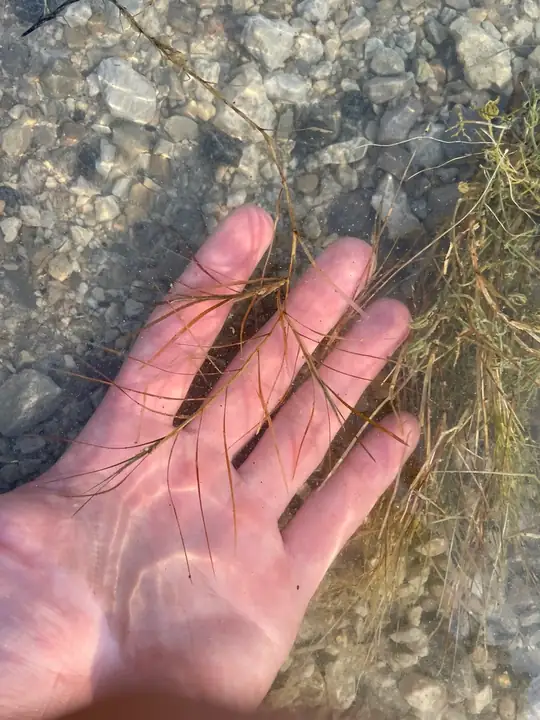Batang Potamogeton strictifolius berdaun sempit ditopang telapak tangan di atas air dangkal.