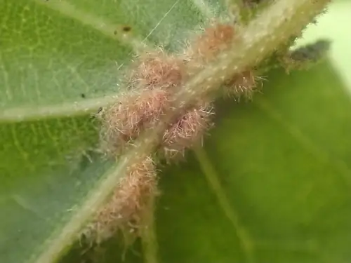 Permukaan bawah daun Quercus agrifolia dengan tulang daun dan kumpulan rambut kecokelatan.