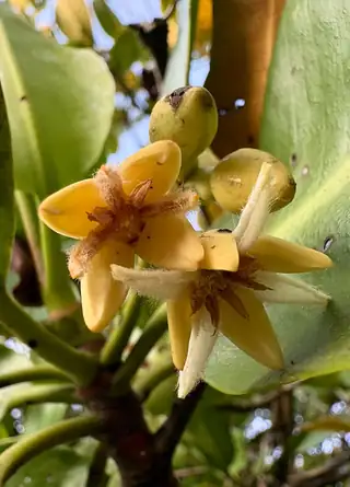 Bunga Rhizophora mucronata berwarna kuning pucat dengan bagian berbulu, kuncup, dan daun hijau.