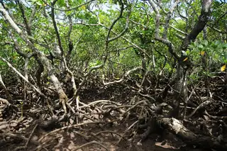 Batang dan akar tunjang Rhizophora mucronata bersilangan di atas tanah berlumpur di hutan mangrove.