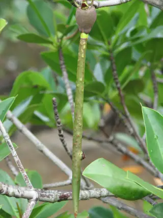 Propagul panjang berwarna hijau menggantung pada ranting Rhizophora mucronata yang berdaun.