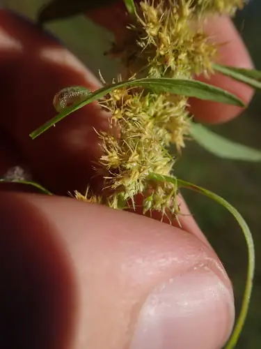 Kelompok buah Rumex maritimus dengan bagian yang runcing dan daun sempit di antara jari tangan.