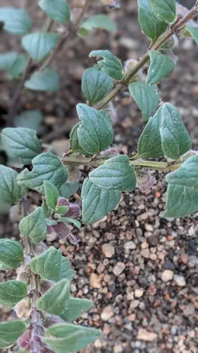 Daun berbentuk oval Scutellaria tuberosa berpasangan pada batang berambut dengan kuncup bunga.