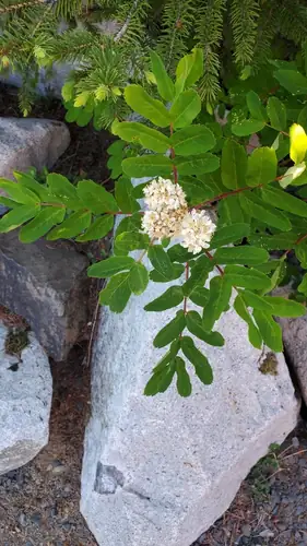 Kelompok bunga putih Sorbus sitchensis di antara daun majemuk hijau dengan latar batu.