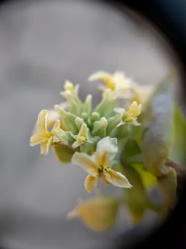 Bunga kecil Streptanthus diversifolius berwarna krem kekuningan pada ujung batang.