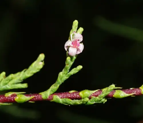 Bunga kecil merah muda Tamarix gallica pada ranting kemerahan dengan daun hijau seperti sisik.